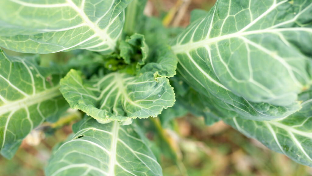 Planter et cultiver le Chou Perpétuel Daubenton : conseils pratiques pour un potager durable